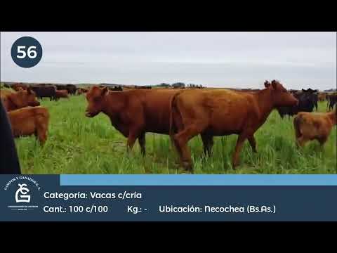 Lote Vaca C/ Cría -  Necochea Bs As