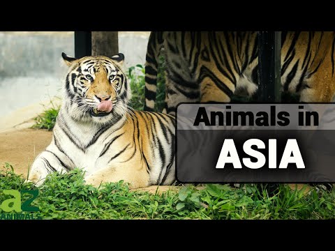 Wildlife In Asia: Complete Guide to Asian Animals