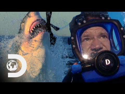 Man Swims With Great White Sharks In Open Waters | Swimming With Monsters