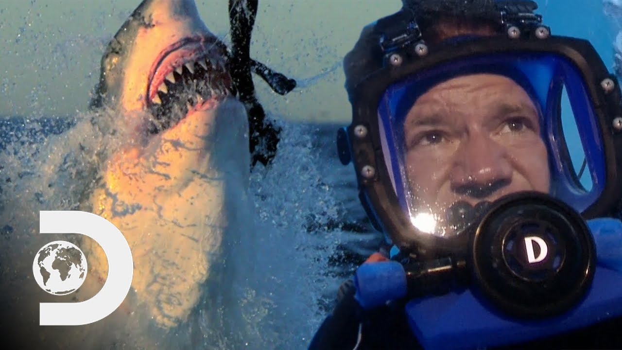 Steve Backshall - Sharks