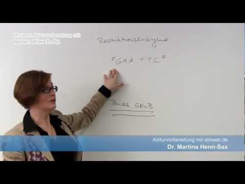 Restriktionsenzyme - Definition: Abiturvorbereitung Biologie