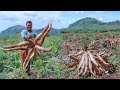 How To Grow Cassava To Fast Harvesting And Most Yield Easy And Effective Agriculture Technology