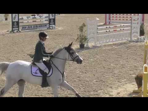 Cancara x Barinello, mare 7yr 0031615293678