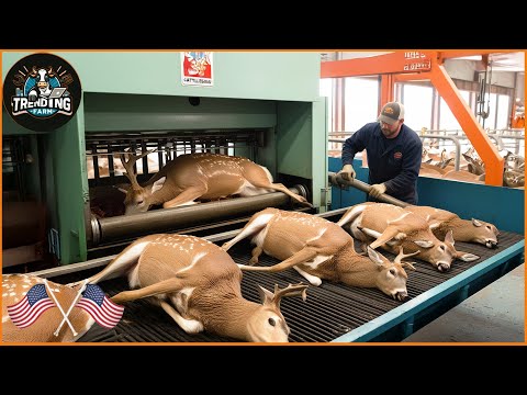 Jeleň lesný (Cervus elaphus) — chov, ustajnenie a úžitkovosť
