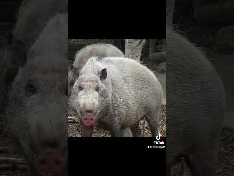 Animales domésticos vs salvajes #shorts