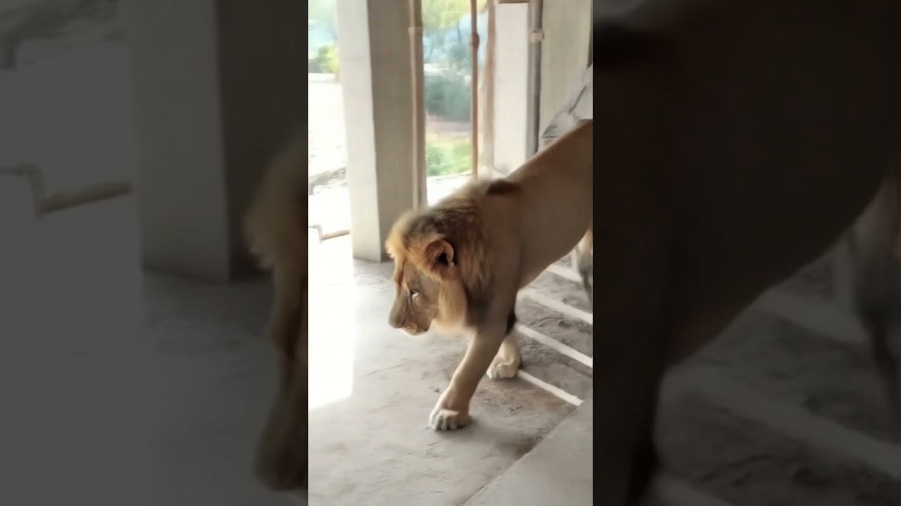 lion 🦁 #lion #shorts #viral