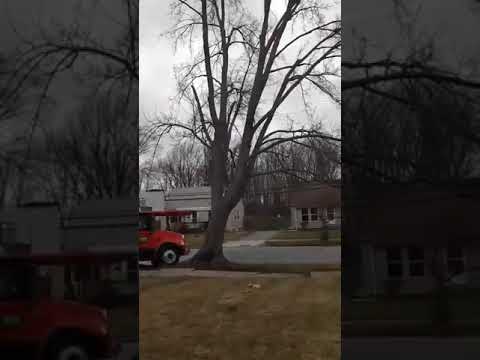 Tree - Blow Down by wind.