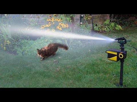 Orbit 62100 Yard Enforcer Motion Activated Sprinkler with Day & Night Detection Modes