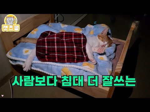 사람보다 침대를 더 잘쓰는 구조한 아기 고양이 꽁치