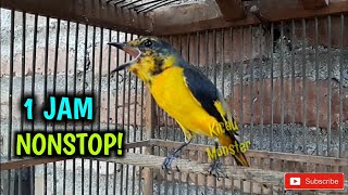 Download lagu MASTERAN BURUNG MANTENAN GACOR 1 JAM NONSTOP!! mp3 Download lagu MASTERAN BURUNG MANTENAN GACOR 1 JAM NONSTOP!! mp3