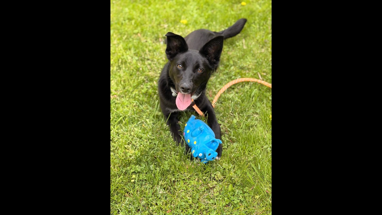 Enlarge Miley, a ADOPTABLE mixed breed in Sparta, NJ video 6/6