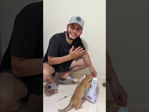 Artemisa ya no quiere comer su purina y tuvimos que hacer esto😳🐱