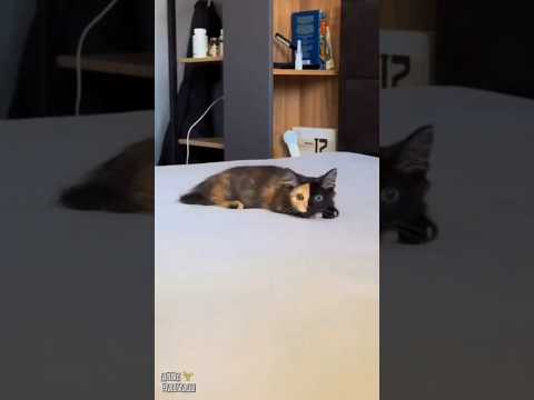 ¡Mezcla entre un naranjoso y uno negro!  #gatos #gatosnegros #cat #gatonaranja