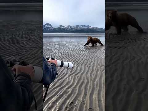 A Group of Photographers Get Charged by a Massive Grizzly… #nature #bear #photography