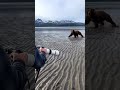 A Group Of Photographers Get Charged By A Massive Grizzly Nature Bear Photography