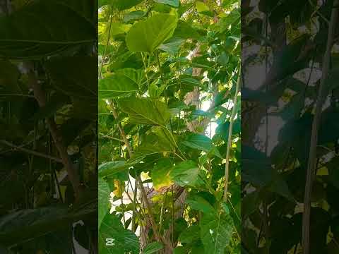 Rabab #bestrabab#beautyofnature #nature #viral #pashtomusic #traditional #rabab