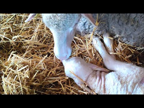, title : 'Como ayudar a parir a una oveja,el parto completo'