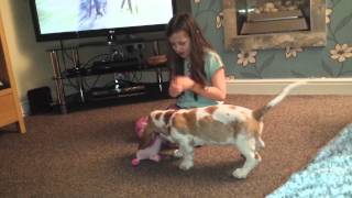 Delilah the Basset playing with her best friend