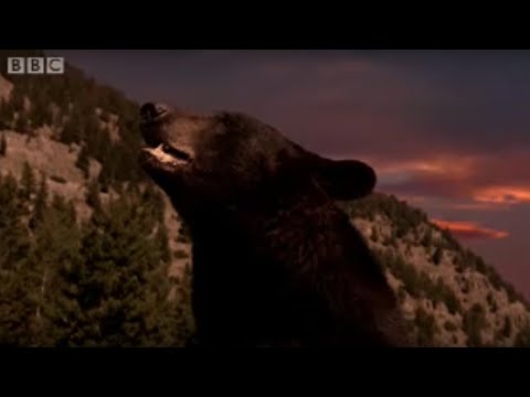 Black Bear and Cubs Hibernate | BBC