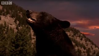 Black bear and cubs in hibernation - BBC wildlife