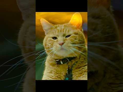 Este Gato es Adorable! #Shorts