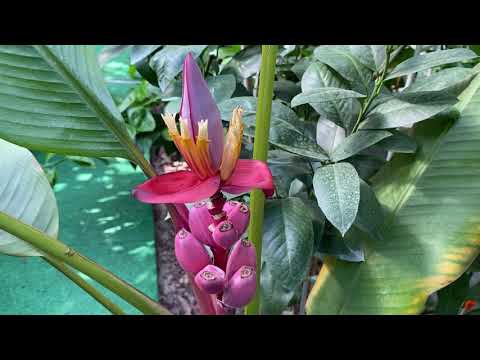 Meanwhile at the Citrus House