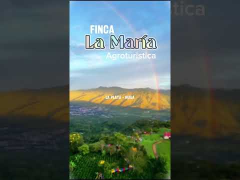 Sendero entre cafetales y puente de colores 🌿 | La María, Huila #turismo #naturaleza #travel #viajar