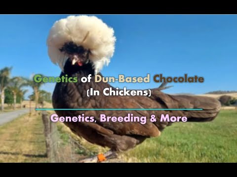 Genetics of Dun-Based Chocolate | Genetics, Breeding & More