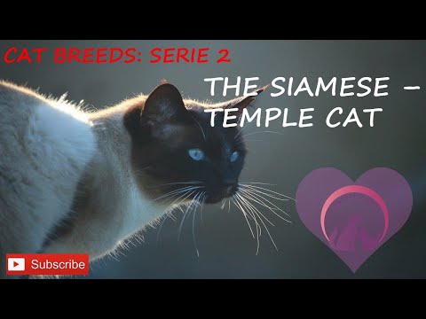 The Siamese - Temple Cat