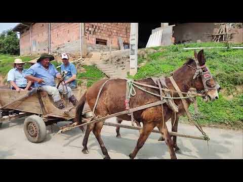Clipe João das mula