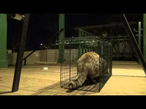 The Great Escape - Fantastic Feral Feline takes the Tuna then amazes us in a captivating cage Exit