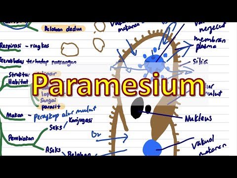 Paramesium | Biologi T4