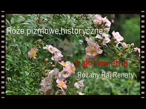 Róża piżmowa, róże historyczne, łąka kwietna, wiąz Wredei, kamienne poidełko dla jeża, śpiew ptaków.