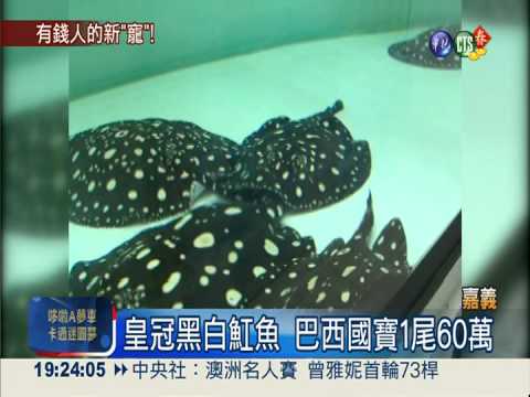 皇冠魟魚1尾60萬 大陸富豪新寵