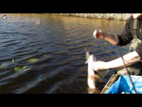 FK Lubbe - Gäddfiske med swimbait - Pike Fishing with swimbait