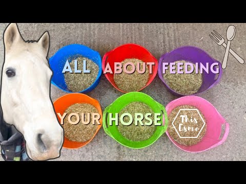All About Feeding Your Horse! Beginners Series AD | This Esme