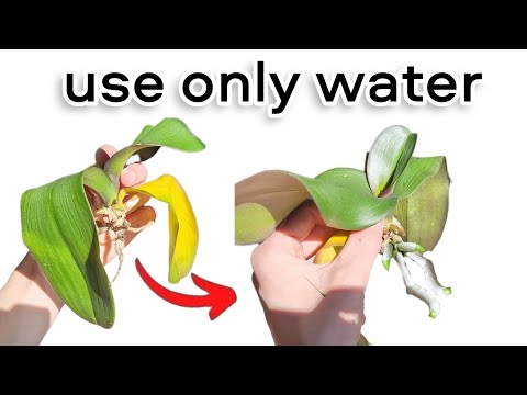 Even a Weak Rootless Orchid Will Come to Life and Take Root - Just try this method!