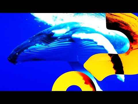 Humpback Whales to the Rescue | HowStuffWorks NOW