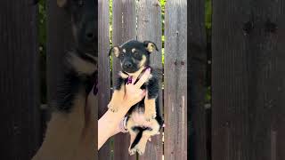 Video preview image #1 Mutt Puppy For Sale in Corona, CA, USA