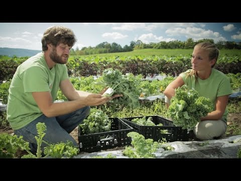 Wegmans Organic Farm: Kale