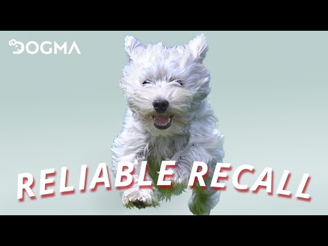 Dogma Dog Training