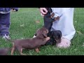 Miniature Dachshund dogs for sale: Mia - Video 1
