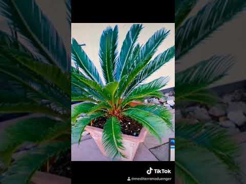 Palmen und Exoten düngen