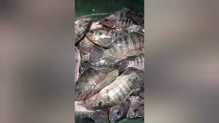 egg collecting telapia sa pool