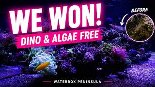 WE WON! 🏆 Waterbox Peninsula Is Finally Dino & Algae Free