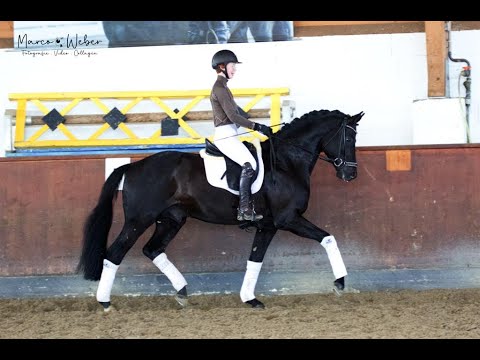 Hengst von Millenium gekört