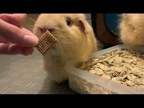 YouTube video about: Can guinea pigs eat cereal?