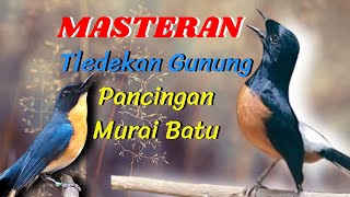 Download lagu MASTERAN TLEDEKAN GUNUNG DAN PANCINGAN BUAT MURAI BATU AGAR NAIK EMOSI mp3
