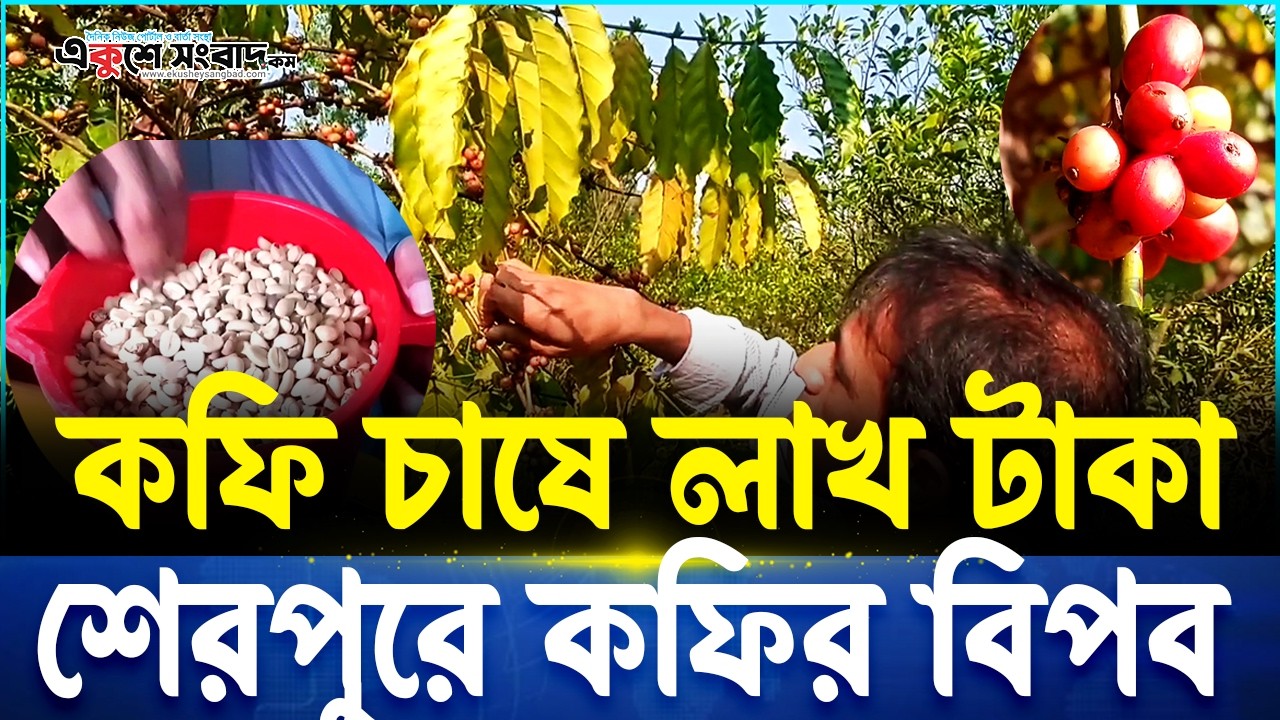 কফি চাষে লাভ, ঝুঁকি কম! শেরপুরের কৃষকদের নতুন সফলতার হাতছানি