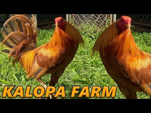 HAWAII !!! Beautiful Birds KALOPA FARM